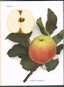 The Apples of England The Apples of England by H V England